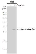 Strep Tag Antibody in Western Blot (WB)