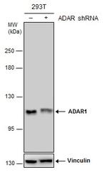 ADAR Antibody in Western Blot (WB)