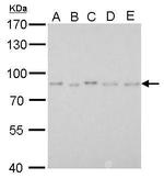 PAF49 Antibody in Western Blot (WB)
