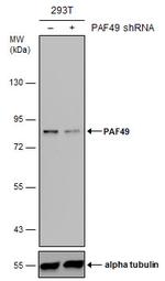 PAF49 Antibody in Western Blot (WB)