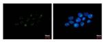 PAF49 Monoclonal Antibody (GT1964)