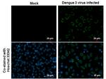Dengue Virus Type 2 Envelope Monoclonal Antibody (GT643)