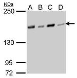 NFKBIL2 Monoclonal Antibody (GT377)