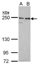NuMA Antibody in Western Blot (WB)