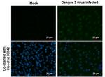 Dengue Virus Type 2 NS5 Monoclonal Antibody (GT353)