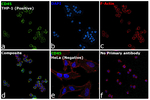 CD45 Antibody in Immunocytochemistry (ICC/IF)