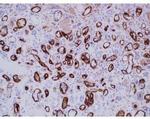 Complement C4d Antibody in Immunohistochemistry (Paraffin) (IHC (P))
