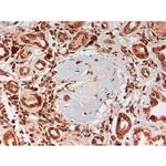 Complement C4d Antibody in Immunohistochemistry (Paraffin) (IHC (P))