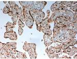 Complement C4d Antibody in Immunohistochemistry (PFA fixed) (IHC (PFA))