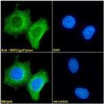 NOX2 Monoclonal Antibody (54.1)