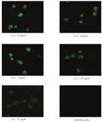 Podoplanin Monoclonal Antibody (8.1.1)