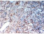 CD33 Antibody in Immunohistochemistry (Frozen) (IHC (F))