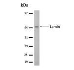 Lamin A/C (R453W) Monoclonal Antibody (12A-2F5)