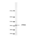 LCMT1 Antibody in Western Blot (WB)