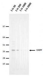 EAPP Monoclonal Antibody (1E4)