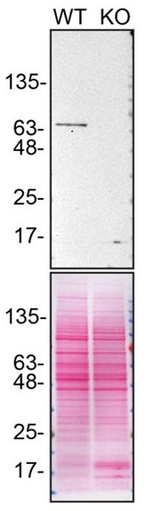 PPP2R5D Antibody