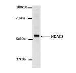 HDAC3 Monoclonal Antibody (3G6)