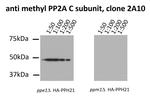 Methyl-PP2A alpha (Leu309) Monoclonal Antibody (2A10)
