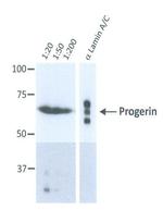 Progerin Monoclonal Antibody (13A4D4)