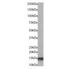 H4K20me3 Antibody in Western Blot (WB)