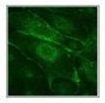 Dopamine Transporter Monoclonal Antibody (6V-23-23)