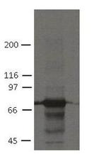 PKP1 Monoclonal Antibody (19F10)
