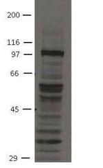 FGFR4 Antibody in Western Blot (WB)
