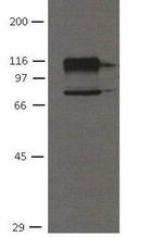 CDH11 Monoclonal Antibody (16G5)
