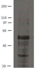 AJUBA Monoclonal Antibody (21G4)