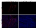CD34 Monoclonal Antibody (QBEND/10)