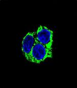 CABC1 Antibody in Immunocytochemistry (ICC/IF)