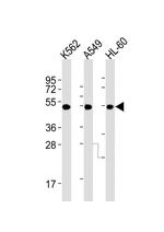 AVPR1A Monoclonal Antibody (721CT25.2.1)