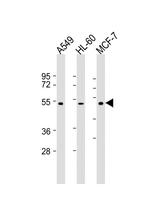 AVPR1A Antibody in Western Blot (WB)