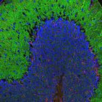 alpha-II Spectrin Antibody in Immunohistochemistry (IHC)