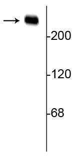 alpha-II Spectrin Antibody in Western Blot (WB)