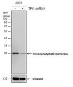 TPI1 Antibody in Western Blot (WB)