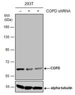 COPD Antibody in Western Blot (WB)