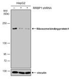 RRBP1 Antibody