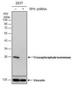 TPI1 Antibody in Western Blot (WB)