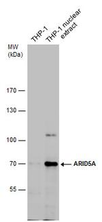 ARID5A Antibody in Western Blot (WB)