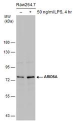 ARID5A Antibody in Western Blot (WB)
