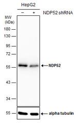 CALCOCO2 Antibody in Western Blot (WB)