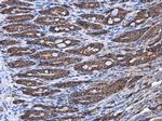 COPD Antibody in Immunohistochemistry (Paraffin) (IHC (P))