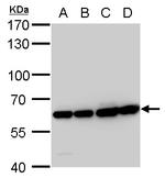 COPD Antibody in Western Blot (WB)