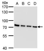 SLU7 Monoclonal Antibody (P262)