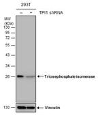 TPI1 Antibody in Western Blot (WB)