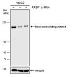 RRBP1 Antibody