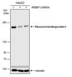 RRBP1 Antibody