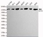 Dynactin 1 Monoclonal Antibody (6B11)