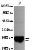 DsbA Monoclonal Antibody (8A10)